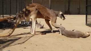 カンガルーの親子？の不思議な行動　神戸市王子動物園