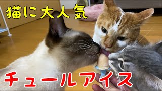 チュールで猫用アイスを作って猫にあげたら凄まじい食べっぷりだった…！