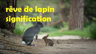 que signifie voir un lapin dans un rêve?/rêve de lapin blanc/rêve de lapin qui court/noir/saute