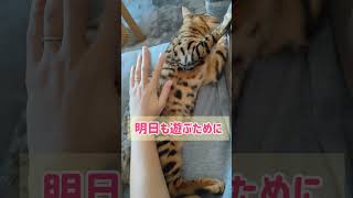 【メル日記】猫の役割#トイガー #猫のいる暮らし #猫は今日も働きません #shorts