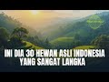 30 hewan paling langka di indonesia ! hewan asli hanya di indonesia