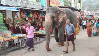 Arulmigu Palani Thandayuthapani Murugan Temple Elephant