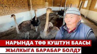 Нарында төө куштун баасы жылкыга барабар болду