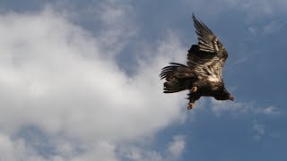 Bald eagles are coming back strong in New Jersey