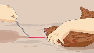 How To Hypnotize A Chicken?