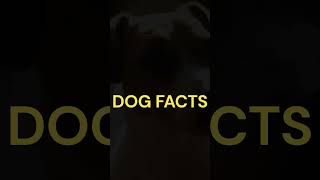facts about dogs #shorts
