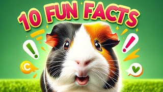 10 Fun Facts About Guinea Pigs That Will Surprise You!