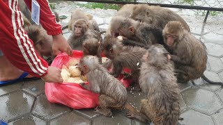 Feeding juicy hot rice ball to the hungry monkey at rain | monkey love rice ball | monkey food