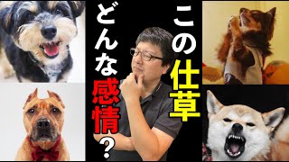 【犬の気持ち】犬の仕草で感情って分かるの？