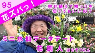 ミニ水仙テータテート寄せ植えで根っこを切ってもいいの？【花ズバっ】95旬の花とその使いかた紹介/花創人ガーデニング教室