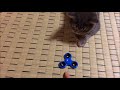 猫がハンドスピナーを自分のおもちゃだと勘違いしている生後９ヶ月の猫