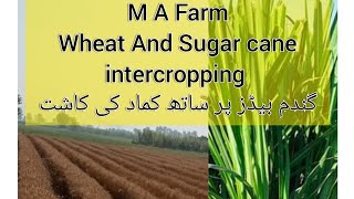 Wheat and sugar cane inter cropping گندم اور کماد ایک ساتھ کاشت