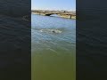 cock swimming on sunday weekend in wainganga river bhandara bhandara maharashtra bhandaradistrict