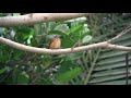 ミヤマヒタキ（1）迷鳥（沖縄・与那国町に二度） ferruginous flycatcher wild bird 野鳥 動画図鑑