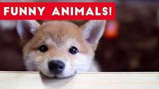 Funniest Pets of the Week Compilation June 2017 | Funny Pet Videos