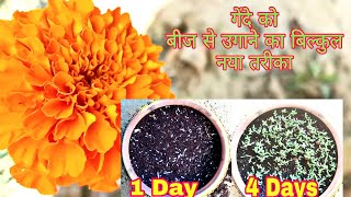 गेंदे को उगाने का सही तरीका और पाऐं फूल ही फूल ।। Grow marigold from seeds