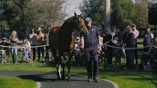 Saxon Warrior parading at Coolmore Australia