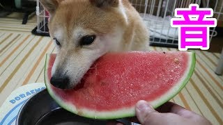 柴犬小春　ENG/CHN sub【ASMR】大好物、スイカにかぶりつく音がもう！音フェチｗ　Shiba eats Watermelon!