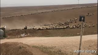 الأغنام قطيع الغنم 🐏 طليان خروف مرياع sheep shingall Folklore Iraq اجمل قطيع الغنم اكبر قطيع راعي