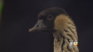 Wild Wednesday: Nene Goose