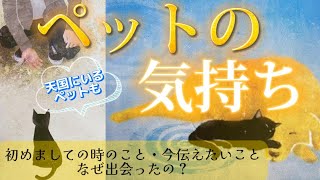 【ありがとう❤️】ペットの気持ち✨亡くなったペットちゃんも。あなたへの気持ち　出会った意味　透視　個人鑑定級リーディング　タロット　オラクルリーディング