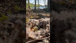 Canada Goose Eggs \u0026 Nests on an Island #life #love #babies