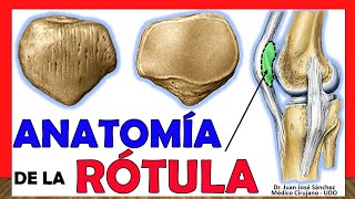 🥇 Anatomía de la RÓTULA. ¡Fácil, Rápida y Sencilla!