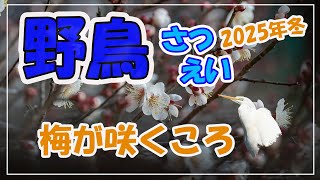 野鳥さつえい~梅が咲くころ20250227~