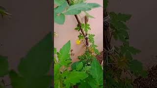 இன்றைய பட பிடிப்பு நம்ம தோட்டத்து பூக்களின் அழகு ❤️❤️❤️ #song 🌹 #love 👍#garden