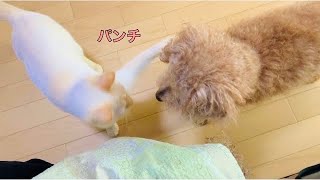 先住犬と保護猫　相変わらずのやり取り 【トイプードル＋保護猫】【共存】2021.5.8