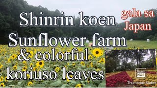 THE BEST BEAUTIFUL PLACES TO VISIT IN JAPAN : Sunflower farm and koriuso |Shinrin Park