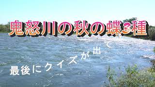 鬼怒川の秋の蝶3種の４K動画（クイズ３問付き）　　　　　　　　　　　　　　　　　　　　　　　　　ツマグロキチョウ、ミヤマシジミ、シルビアシジミ