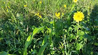 Grazing Cover Crops: Cyanide, Nitrates? and Frost! Oh My!