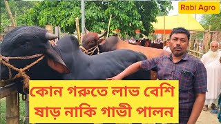 কোনটাতে লাভ বেশি ষাড় নাকি গাভী |গাভি নাকি ষাড়?? কোনটি পালনে লাভ হবে দ্বিগুন? গরু পালন পদ্ধতি