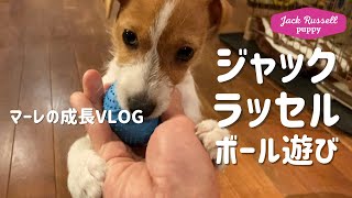 【ジャックのボール遊び】ジャックラッセルテリアの女の子マーレ　子犬