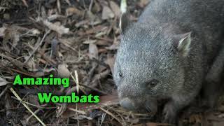 生活英語 ENJOY English 20210615(超乎想像的可愛生物 —— 袋熊~Amazing Wombats DAY2)