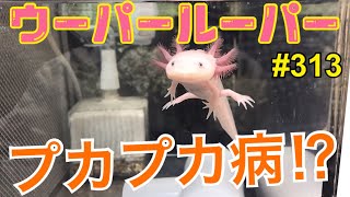 【ウーパールーパー】飼育動画313 リューシー プカプカ病⁉︎