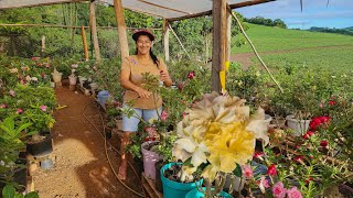 How to Prune Desert Roses to Bloom Like Never Before!