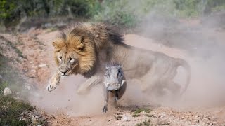 LEONES: Su GRAN importancia En La SABANA AFRICANA