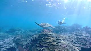 シュノーケリング中に野生のウミガメと遭遇！（2017年10月・八丈島底土海水浴場）