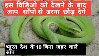 Top 10 non venomous snakes of india. भारत के 10 बिना जहर वाले साँप non venomous snake india