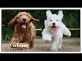 Cockapoo - Top 10 Interesting Facts