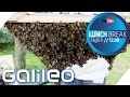 Der Galileo Bienenstock #WeLoveBees | Galileo | ProSieben