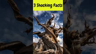 3 shocking facts😯🤔 #funfacts #factshorts #shorts