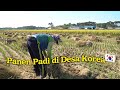 BURUH TANI DI KOREA SEHARI DAPAT **JUTA?!😱 KEBANYAKAN DARI LUAR NEGERI‼️ PANEN PADI DI DESA KOREA🇰🇷