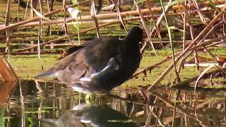 バン_29_多摩川_Common Moorhen _4K