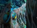 most aggressive clark s anemonefish yellowtail clownfish but looks so cute and sweet here shorts