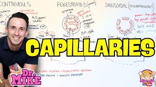 Capillary Types & Capillary Exchange