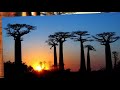 Avenue of the Baobabs, Madagascar