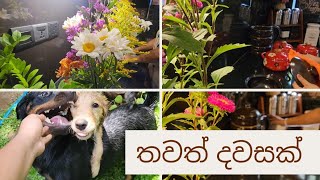 ජිවිතේ තවත් දවසක් 🌼🌼🌻🌻🌻🌻🌹🌹🌹